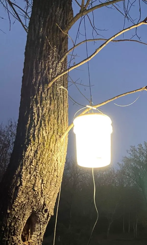 bucket light lit, hanging from tree
