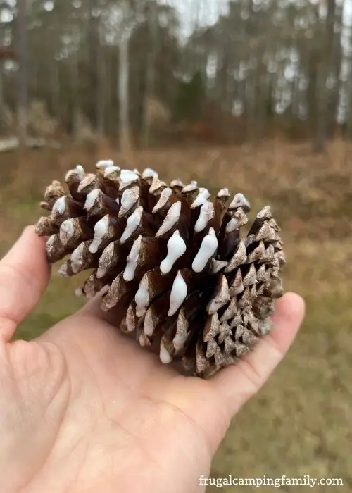 wax covered pine cone